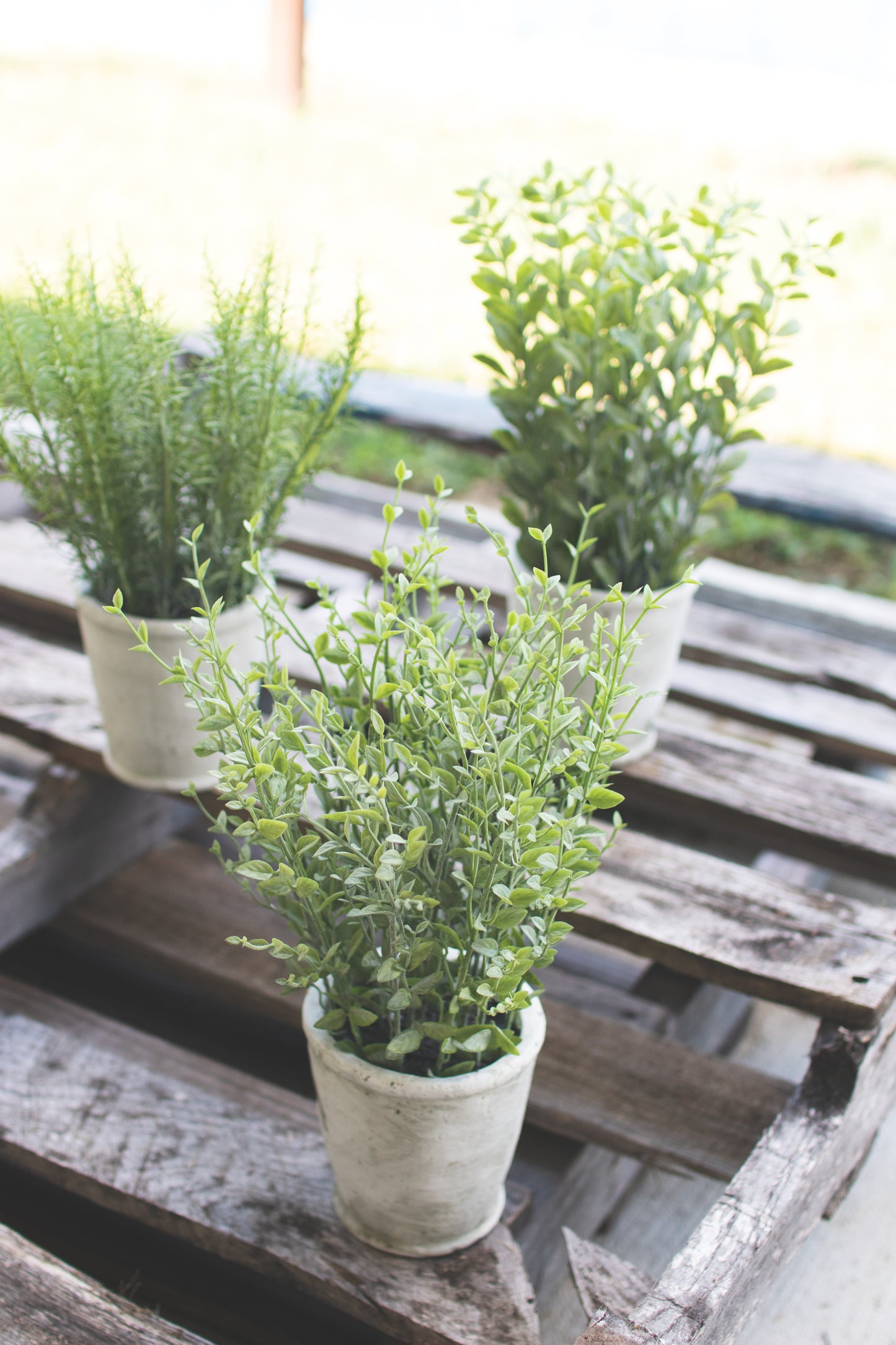 ArtificialHerbsInCementPots-2 - Three potted plants on a wooden pallet with a blurred background