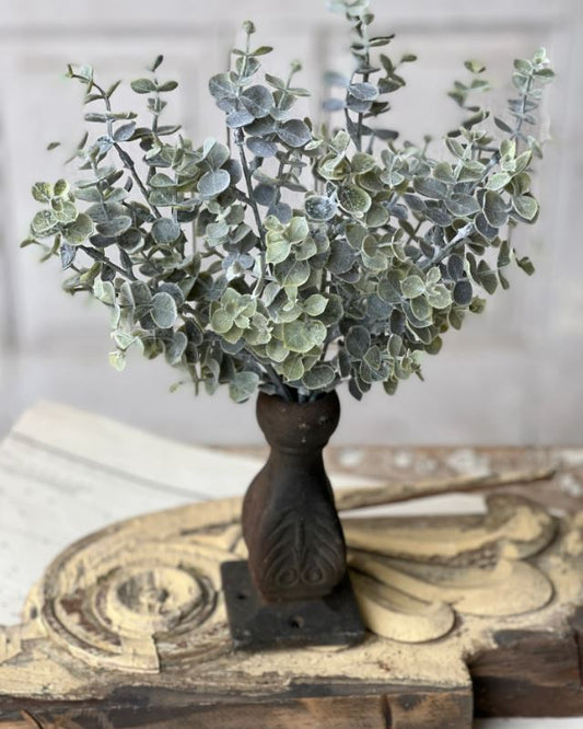 Blue Moon Eucalyptus Bush