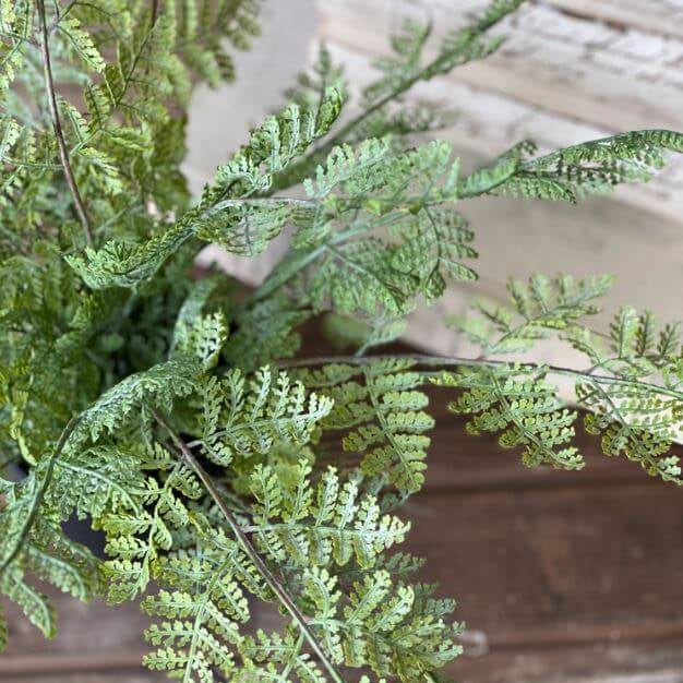 The Foundation Fern