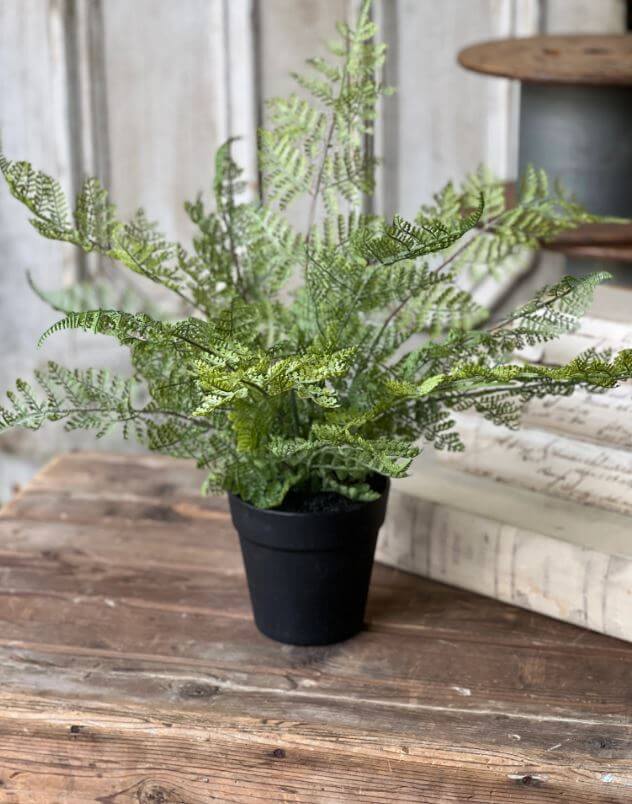 The Foundation Fern