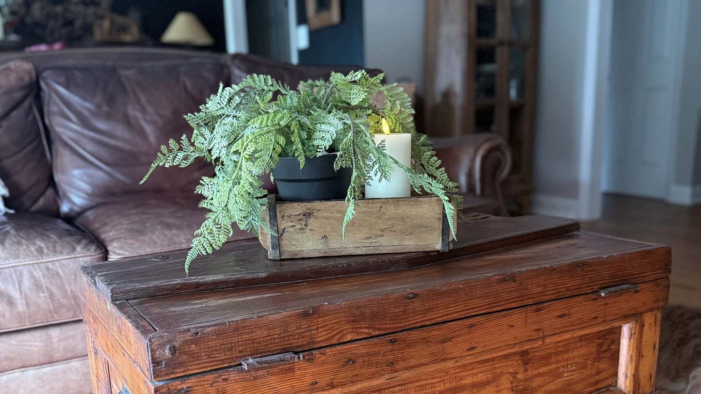 The Foundation Fern