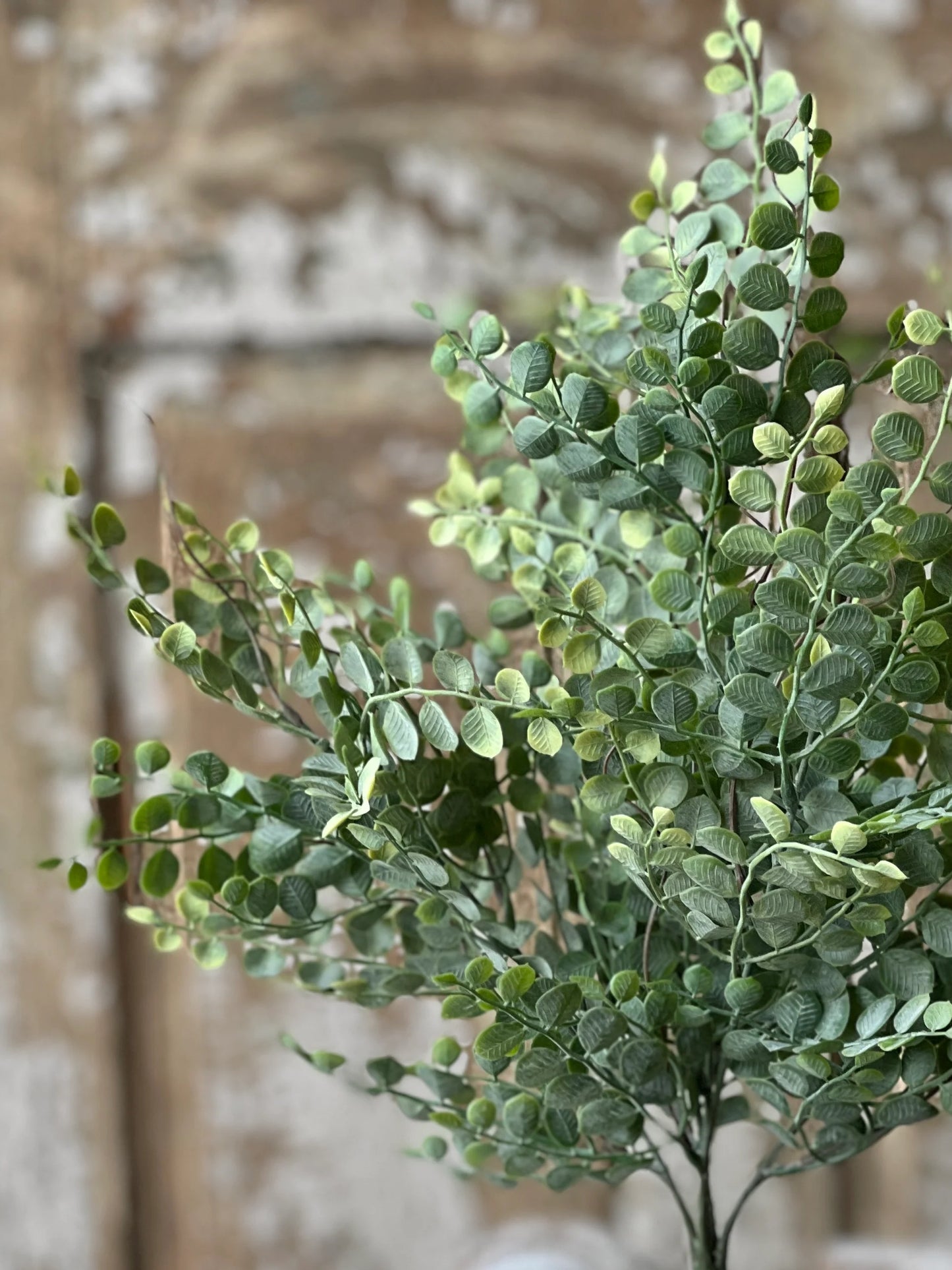 Cherub Vine Bush with textured button leaves in ombre green tones, perfect for year-round decor.