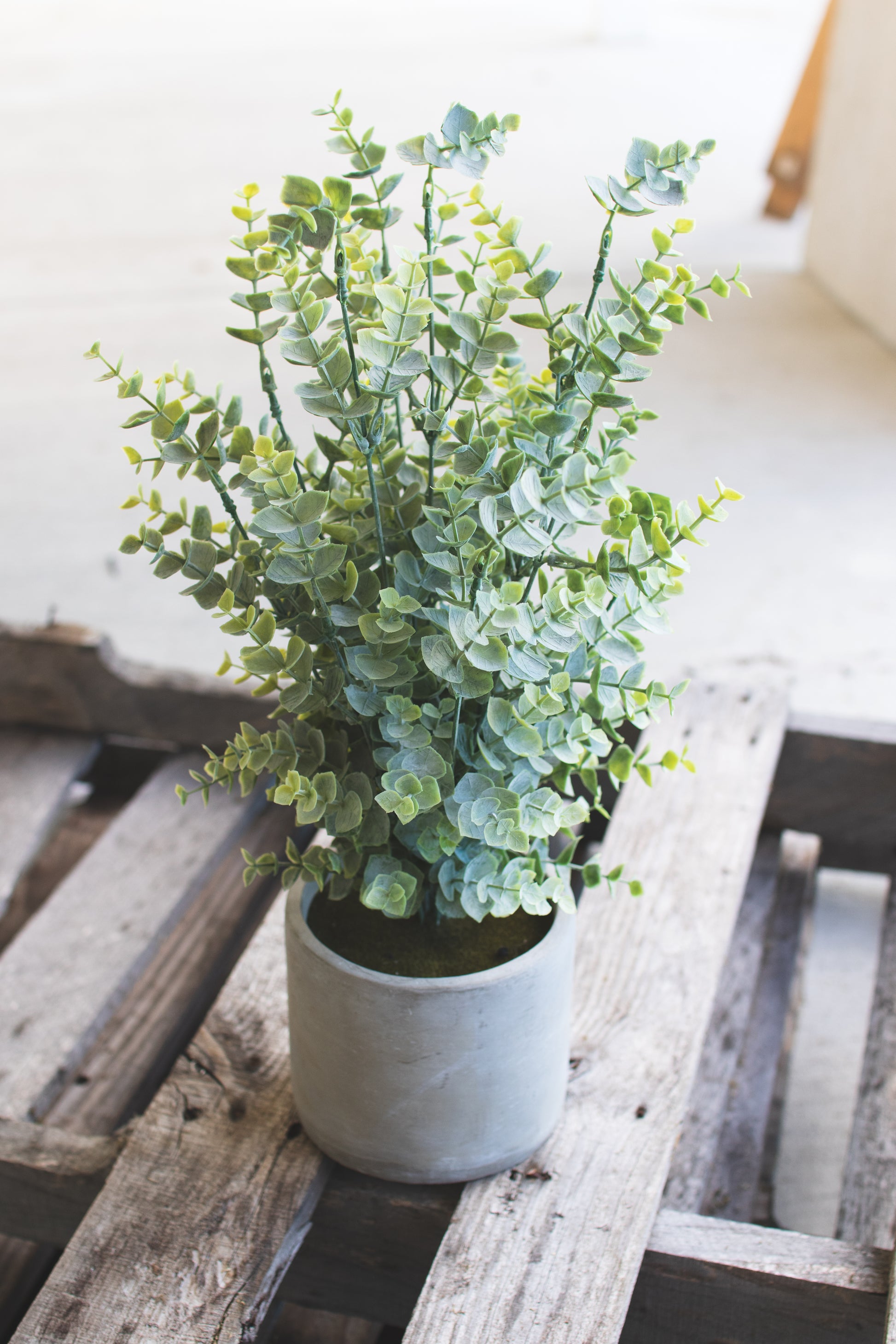 ArtificialEucalyptusInaCementPot - Potted plant on a wooden surface with a white background
