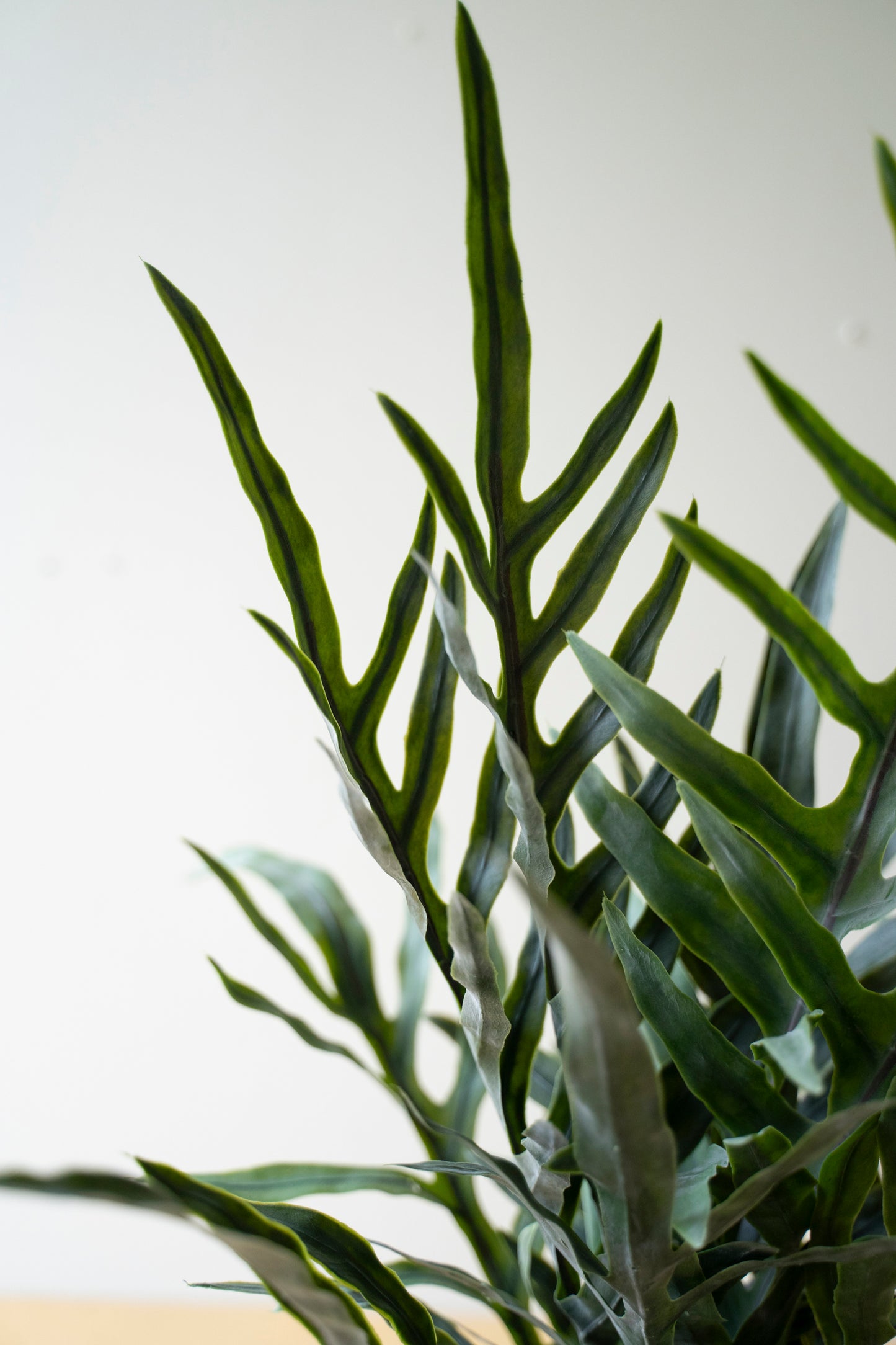 ArtificialFerninaBlackPlasticPot-2 - Close-up of a plant with green leaves on a light background