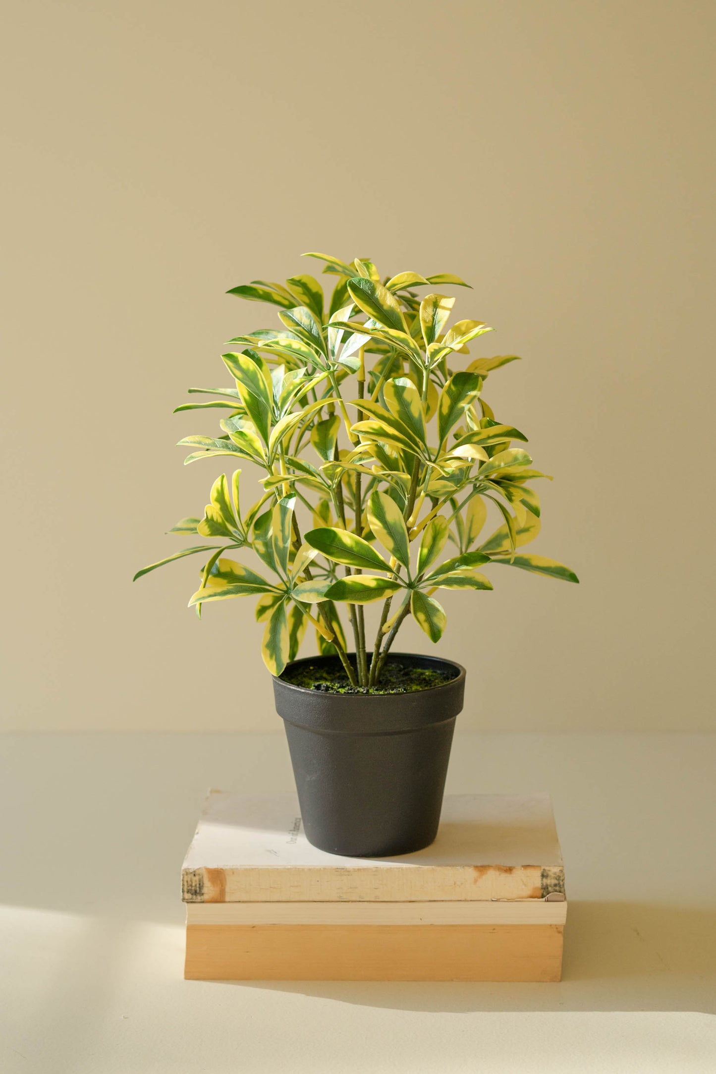 ArtificialSchefflerainBlackPlasticPot-1 - Variegated leafed tree in gray pot on stacked books
