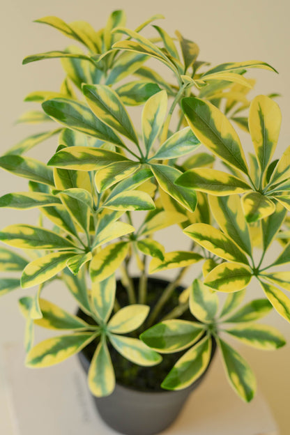 ArtificialSchefflerainBlackPlasticPot-2 - Close up of variegated leaf tree in gray pot