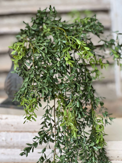 Boxwood Hanging - 32.5"