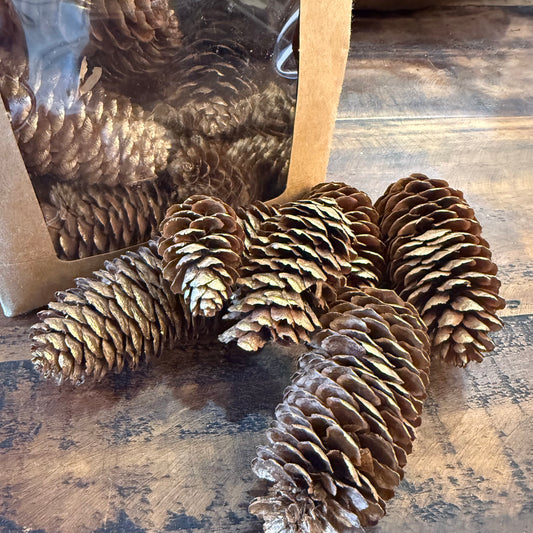 Dried Natural Pine Cones