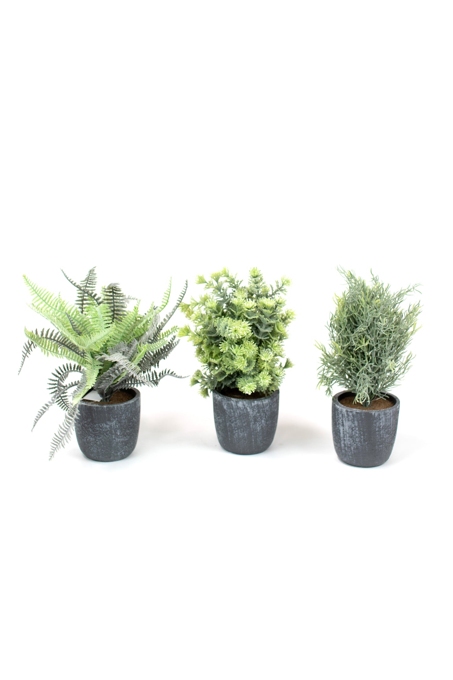 FernswithRoundGreyPots-Setof3 Three potted plants on a white background