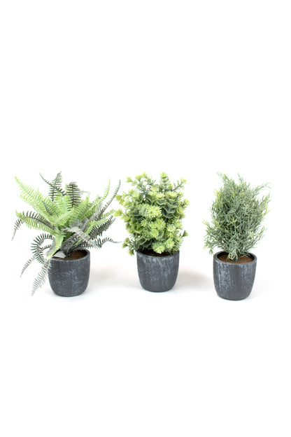FernswithRoundGreyPots-Setof3 Three potted plants on a white background