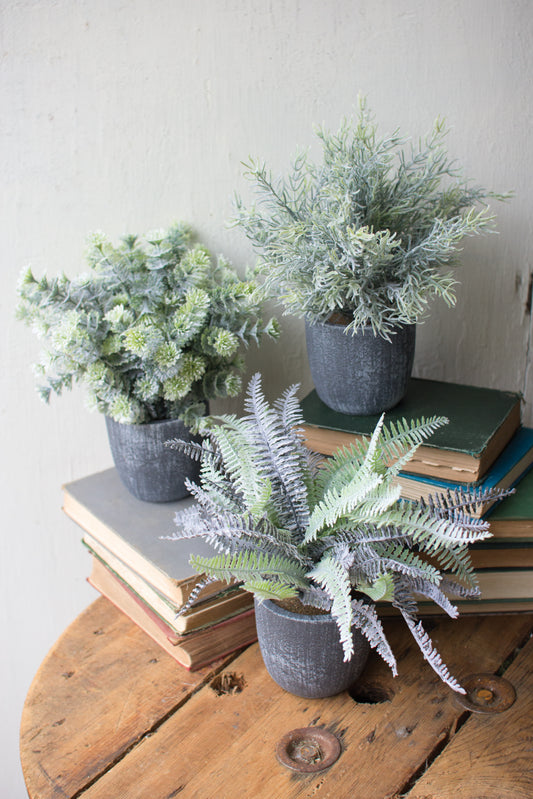 FernswithRoundGreyPots-Setof3 - set of 3 ferns in gray pots arranged atop books on a wooden table