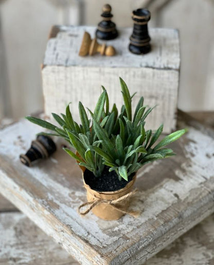 Mini Potted Hare's Ear Plant