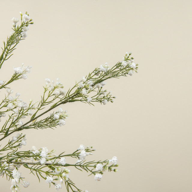 White Baby's Breath Spray