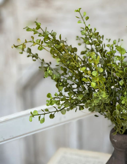 Baby's Grass Bush