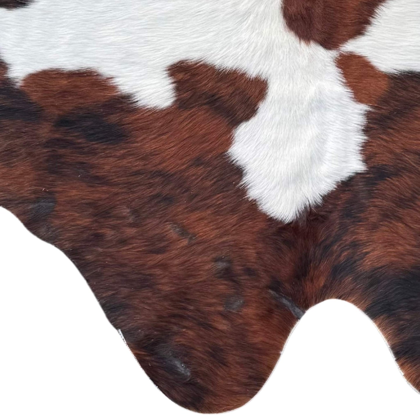 Close-up of a brown and white cowhide rug