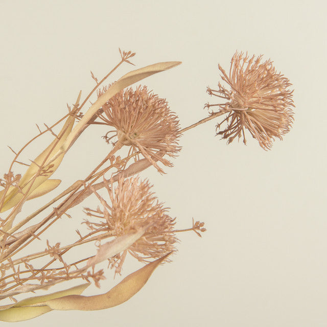 dried floral stem