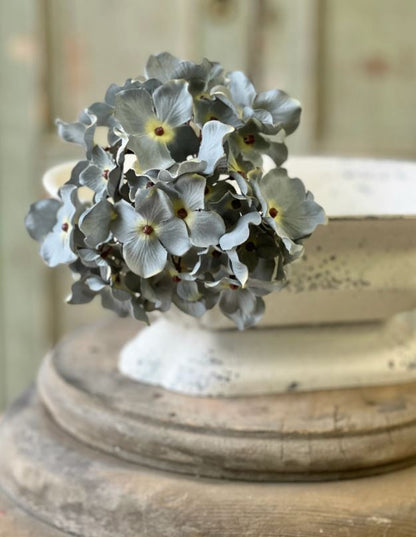 Blue Faded Hydrangea Stem