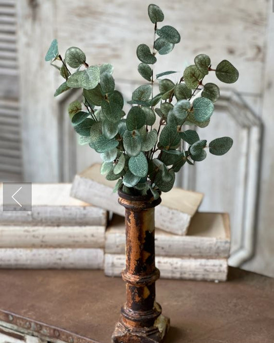 Garden Eucalyptus Bush