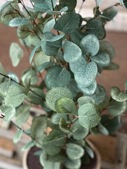 Garden Eucalyptus Tree
