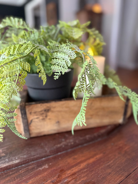 Green fern plant in a wooden tray on a wooden surface- home decor tips
