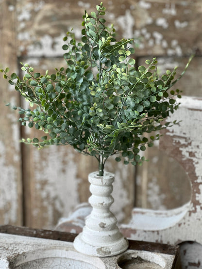 Cherub Vine Bush