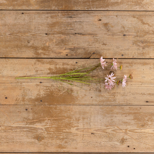 Pink florals for spring - wildflower