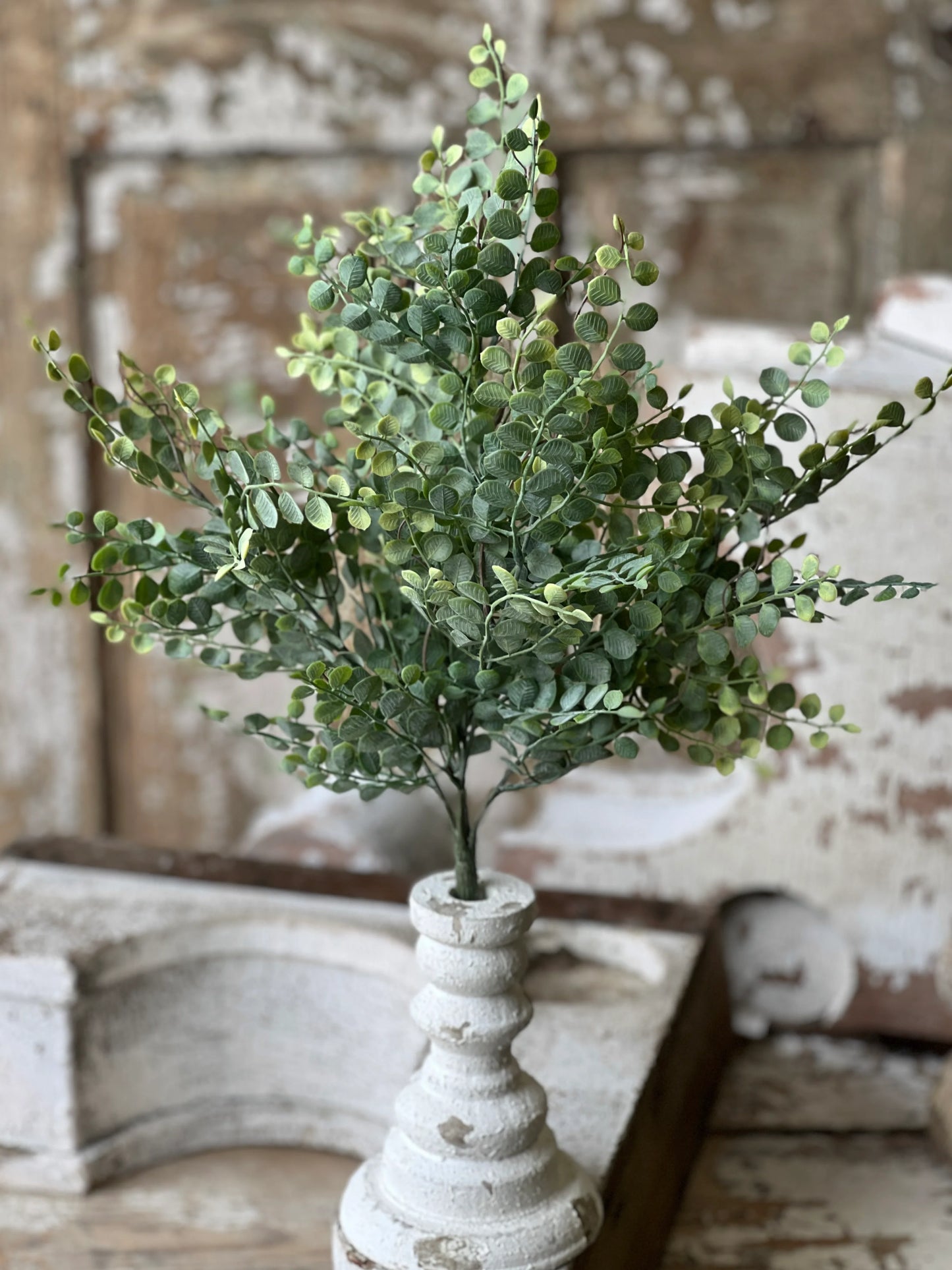 Cherub Vine Bush