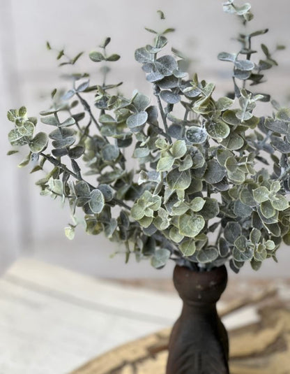 Blue Moon Eucalyptus Bush