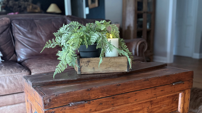 The Foundation Fern