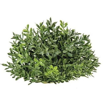 New England Boxwood Half Sphere 6"